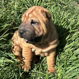 Rocky - Red fawn male Chinese Shar-Pei puppy in Bakersfield, California from Cashmerewrinkles