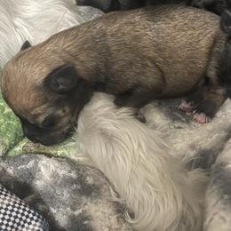 Saddie - Salt and pepper female Miniature Schnauzer puppy in Little Elm, Texas from Matrix Schnauzers