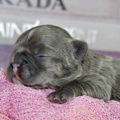 French Bulldog Puppies from GBPGENETICS