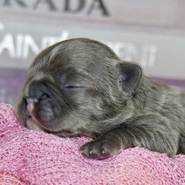French Bulldog Puppies from GBPGENETICS