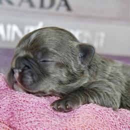 French Bulldog Puppies from GBPGENETICS