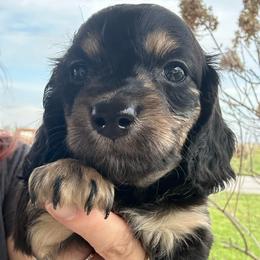 Dove - Black and tan female Dachshund puppy in Saint Peter, Illinois from Ashton’s Doxies of Southern IL