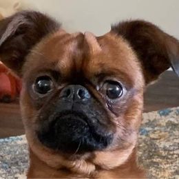 Thomas - Brussels Griffon