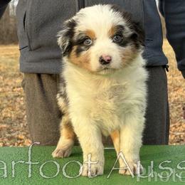 Boy 7 - Blue merle male Australian Shepherd puppy in Lowell, Indiana from Bearfoot Aussies and Tollers