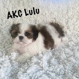 AKC Lulu - Red and white female Shih Tzu puppy in Greenville, South Carolina from Babyface Shih Tzu