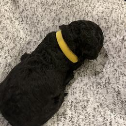 Leroy "Tux" - Black Australian Labradoodle puppy in Upper Marlboro, Maryland from Oodles of Doodles