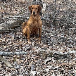 Darlin - Golden Retriever