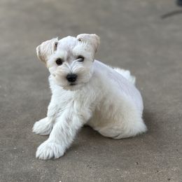 Blue male - White male Miniature Schnauzer puppy in Sumner, Texas from 3M Kennels, LLC