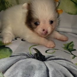 Treat - Chocolate merle female Pomeranian puppy in Weatherford, Texas from Jeweled Poms