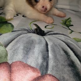 Treat - Chocolate merle female Pomeranian puppy in Weatherford, Texas from Jeweled Poms