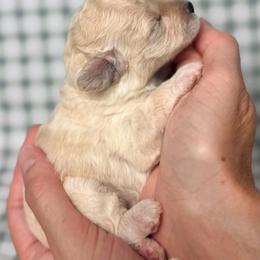 Nova - Cream female Poodle puppy in Cartersville, Georgia from Little Legacy Puppies