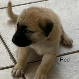 Red - Fawn female Anatolian Shepherd Dog puppy in Winter Haven, Florida from Karen's Anatolian Shepherd Dogs