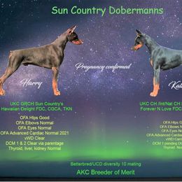 Doberman Pinscher Puppies from Sun Country Dobermanns