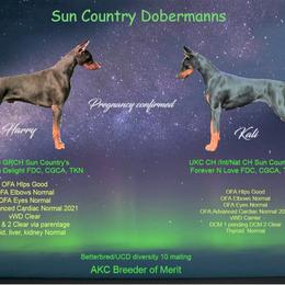 Doberman Pinscher Puppies from Sun Country Dobermanns
