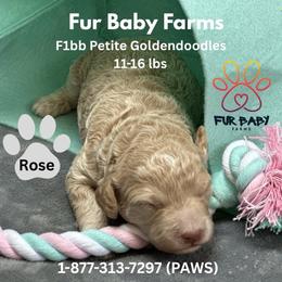 Rose - Cream female Goldendoodle puppy in Michigan from Fur Baby Farms