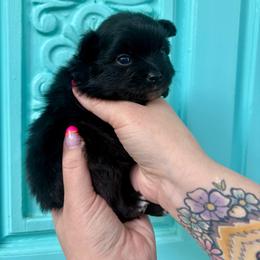 Wallace - Black male Pomeranian puppy in Springfield, Missouri from Hope Mountain Pomeranians