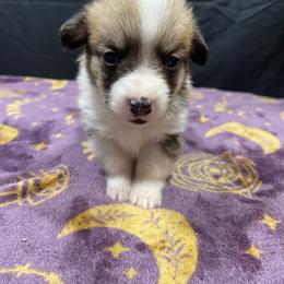 Grumpy - Red male Pembroke Welsh Corgi puppy in Barstow, California from Caldwell’s Corgis of Southern California