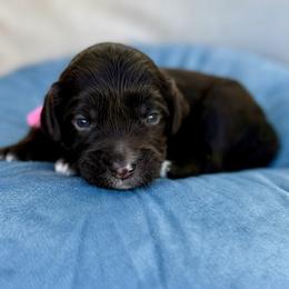 Eloise - Chocolate female Australian Labradoodle puppy in Morgan Hill, California from Loving Labradoodles
