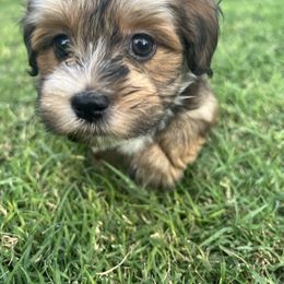 Choco Sable Male - Chocolate sable male Havanese puppy in Monahans, Texas from Homeward Havanese, LLC