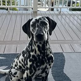 Dalmatians from St. Rocco's Dalmatians