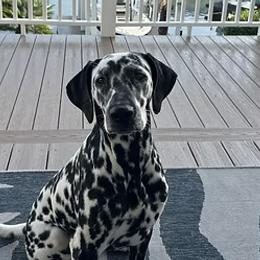 Dalmatians from St. Rocco's Dalmatians