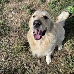 Colt - Light golden male Golden Retriever puppy in Joshua, Texas from 3 Gun Retrievers