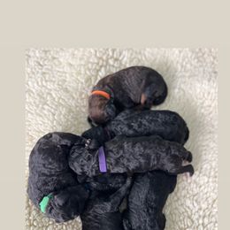 Poodle Puppies from Westborough Standard Poodles