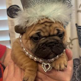 Disco - Fawn female French Bulldog puppy in Girard, Kansas from Frenchie Kingdom