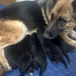 Rosy - German Shepherd