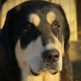 Ditchy - Central Asian Shepherd Dog