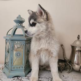 Toad - Silver and white male Pomsky puppy in Sand Coulee, Montana from Big Sky Pomskies