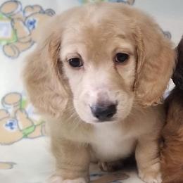 Dachshund Puppies from Gale’s Gorgeous Dachshunds