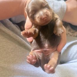 Puppy 1 - Chocolate and tan male Yorkshire Terrier puppy in Kissimmee, Florida from The Yorkie House
