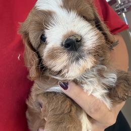 King - Red male Cavapoo puppy in Yuciapa, California from AlltheDoodlez_