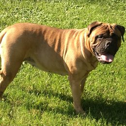 Bullmastiff All Grown Up from Bobeck Bullmastiffs