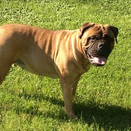Bullmastiff All Grown Up from Bobeck Bullmastiffs