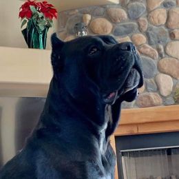Sansa - Cane Corso
