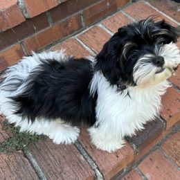 Ruta - Black and white female Havanese puppy in Lawrenceville, Georgia from Alchemy Havanese