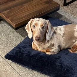 Dachshunds from Johnson County Dachshunds