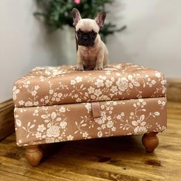Buddy - Fawn male French Bulldog puppy in Upper Sandusky, Ohio from Rock Run Homestead