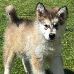 Claudius - Sable and white Alaskan Malamute puppy in Easton, Maryland from Stars Howl-O Kennels by FurEver Friends Inc
