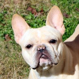 Claudia - French Bulldog