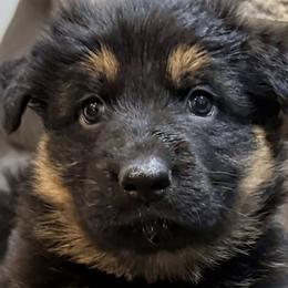 German Shepherd Puppies from Circle Oaks Shepherds