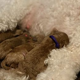 Labradoodle Puppies from Ruby Doo’s Doodles