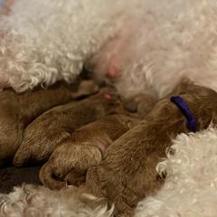 Labradoodle Puppies from Ruby Doo’s Doodles