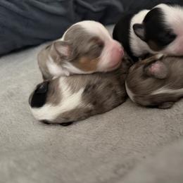 Australian Shepherd and Toy Australian Shepherd Puppies from Daisys Toy Aussies