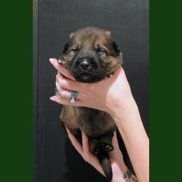 Green - Sable male German Shepherd puppy in Maricopa, Arizona from Royalty German Shepherds