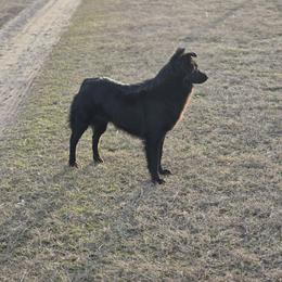 Jamie - Australian Shepherd