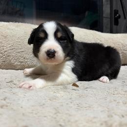 Caspian - Black tri-color male Australian Shepherd puppy in Terryville, Connecticut from Spirited Aussies