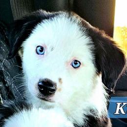 Kitty - Black tri female Miniature Australian Shepherd puppy in Punta Gorda, Florida from Christie's Creekside Aussies